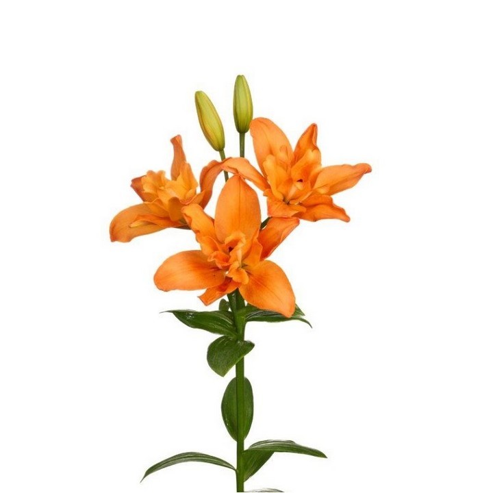 Лилия ЛА-гибрид Дьюс, 14/16, 1 шт.