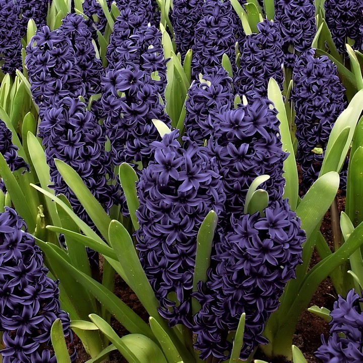 Гиацинт Блю Сапфир, 14/15, 1 шт.