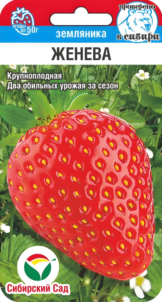 Земляника Женева, 10 шт.