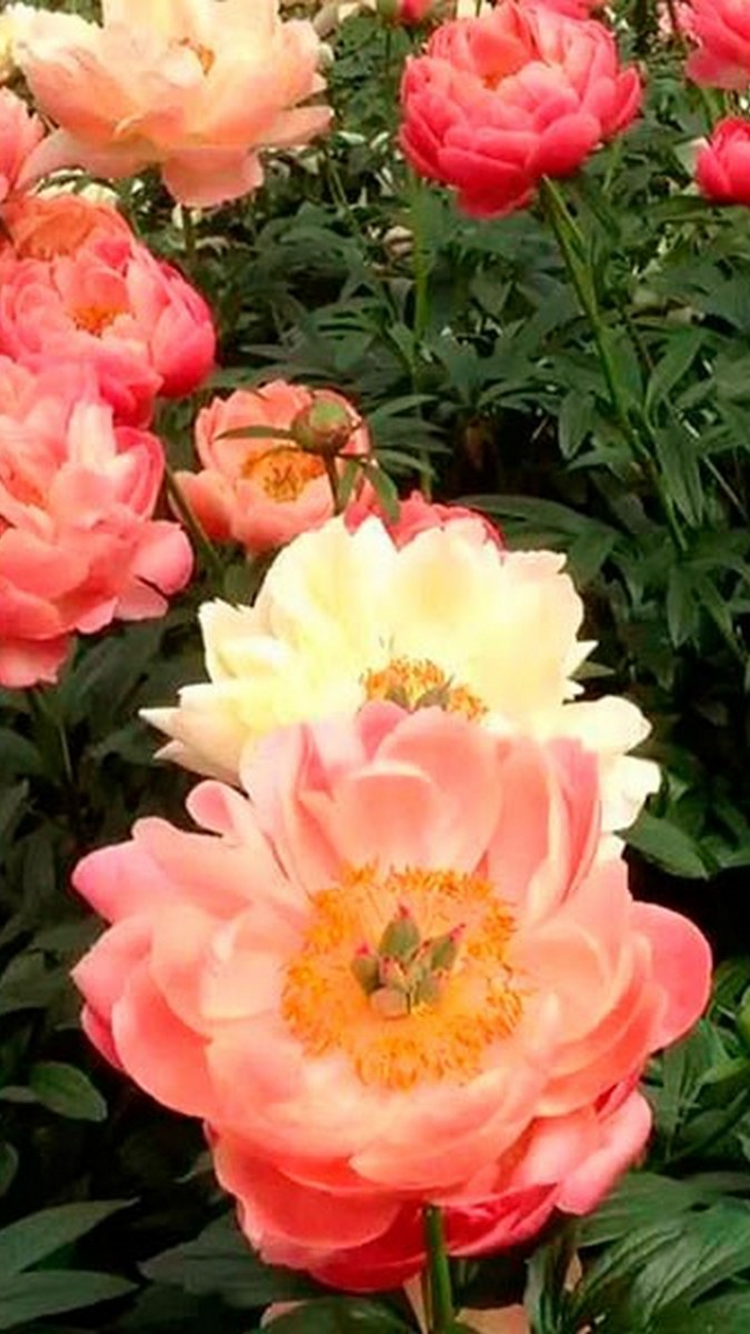 Пион гибридный Корал Чарм, 2-3/К, 1 шт.