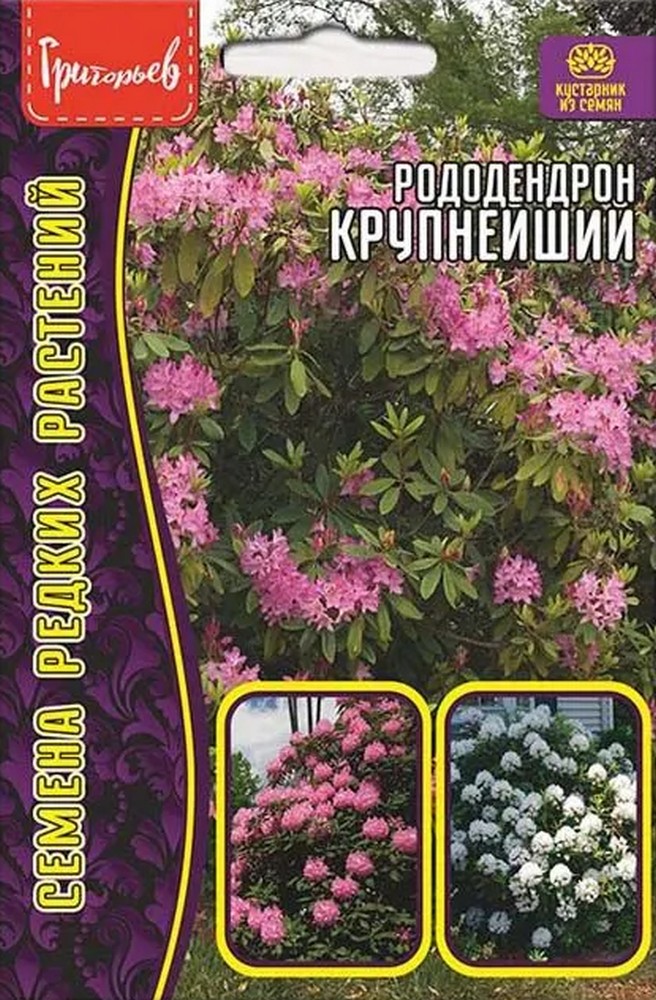 Рододендрон Крупнейший, 0,01 г  