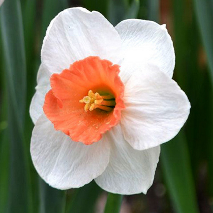 Нарцисс крупноцветковый трубчатый Брук Эйджер, 12/14, 1 шт.