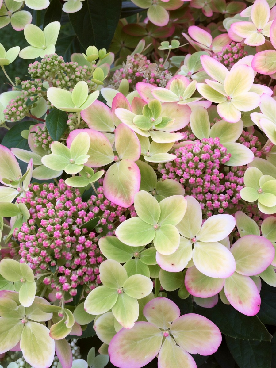 Гортензия метельчатая Пастель Грин