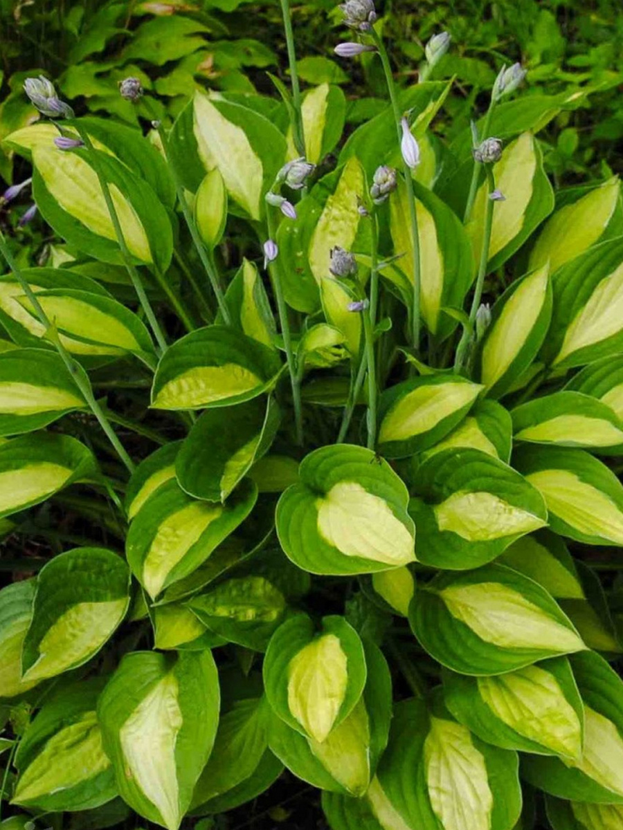 Хоста Джипси Роуз, 1 шт.