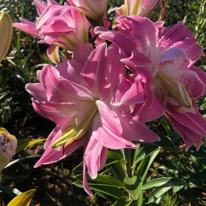 Лилия восточная махровая Лотус Куин, 1 шт.