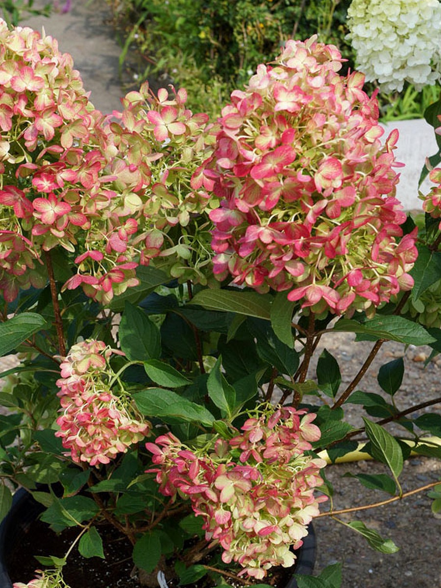 Гортензия метельчатая Графити