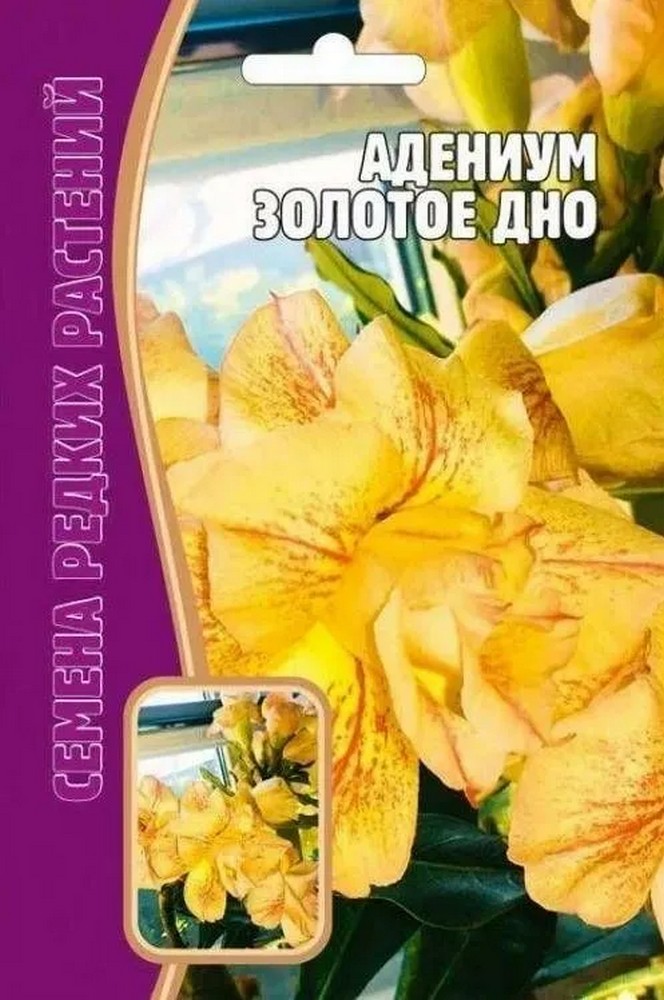 Адениум Золотое Дно, 3 шт.