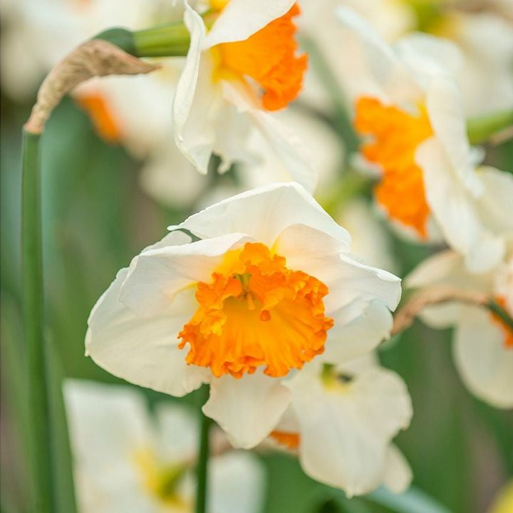 Нарцисс крупнокорончатый Джентл Джиант, 12/14, 1 шт.