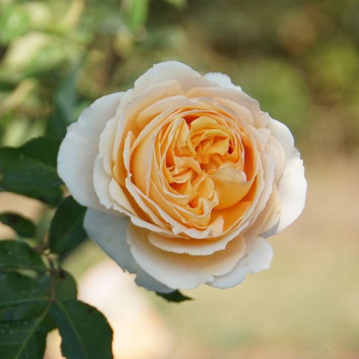 Роза парковая Дэни Хан/ЦКор