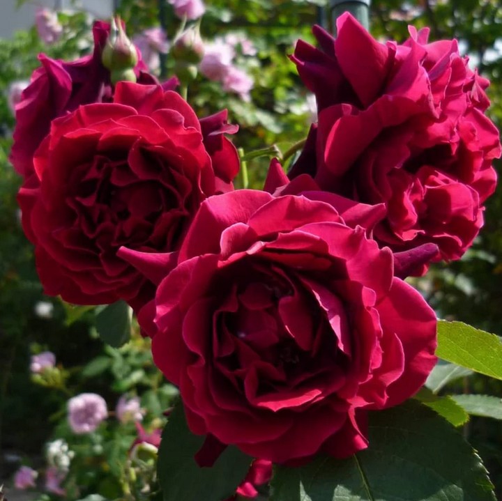 Роза флорибунда Републик де Монмартр/ЦКор