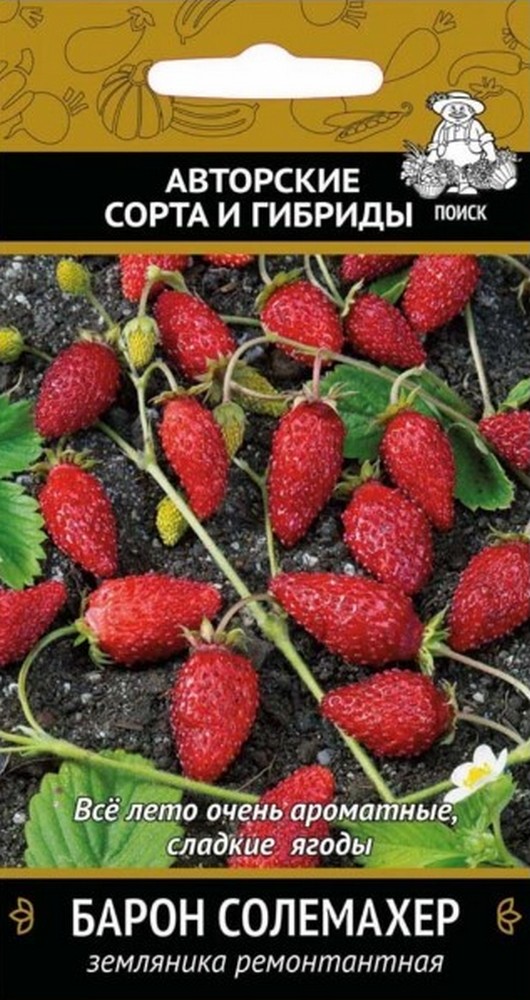 Земляника Барон Солемахер, ремонтантная, 100 шт. Поиск