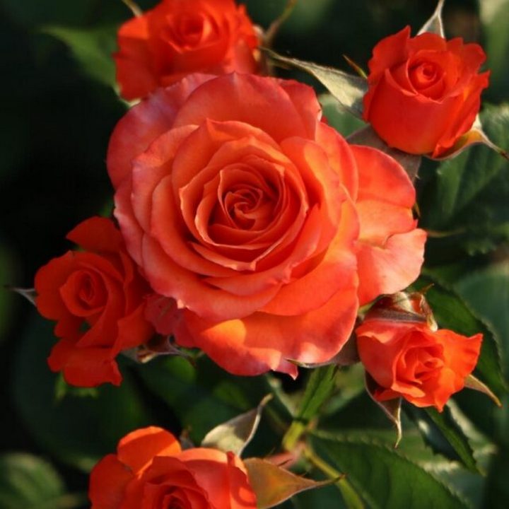 Роза спрей (миниатюрная) Алегрия/ЦКор