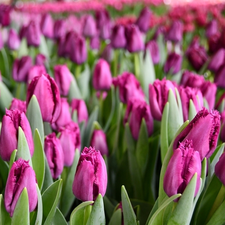 Тюльпан бахромчатый Сан Клементе, 12/+, 1 шт.