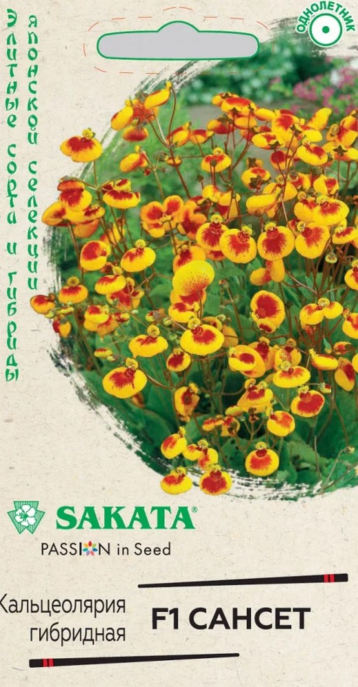 Кальцеолярия Сансет, 5 шт. Саката.