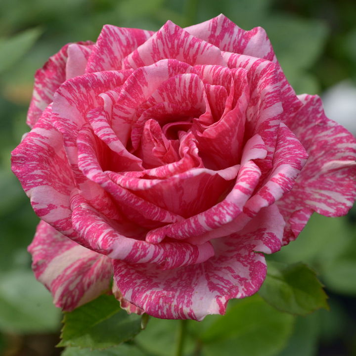 Роза чайно-гибридная Пинк Интуишн/ЦКор