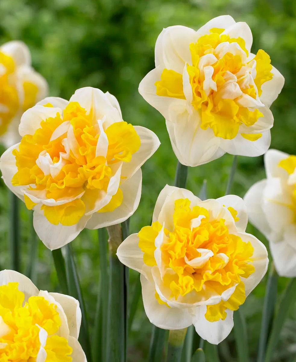 Нарцисс махровый Доктор Виттевеен, 12/14, 1 шт.