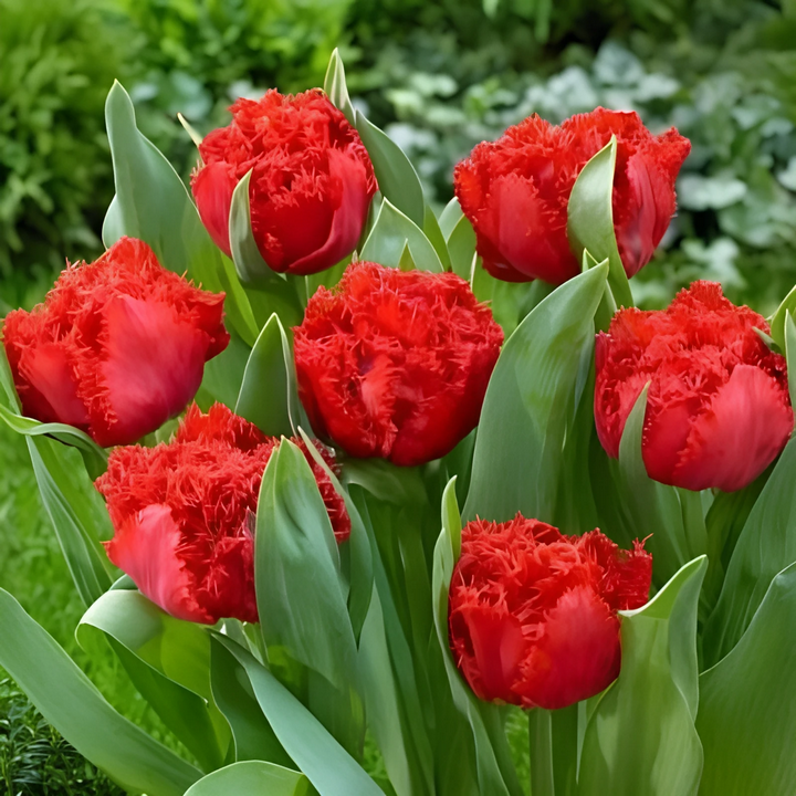 Тюльпан махровый бахромчатый Лион Кинг, 11/12, 1 шт.