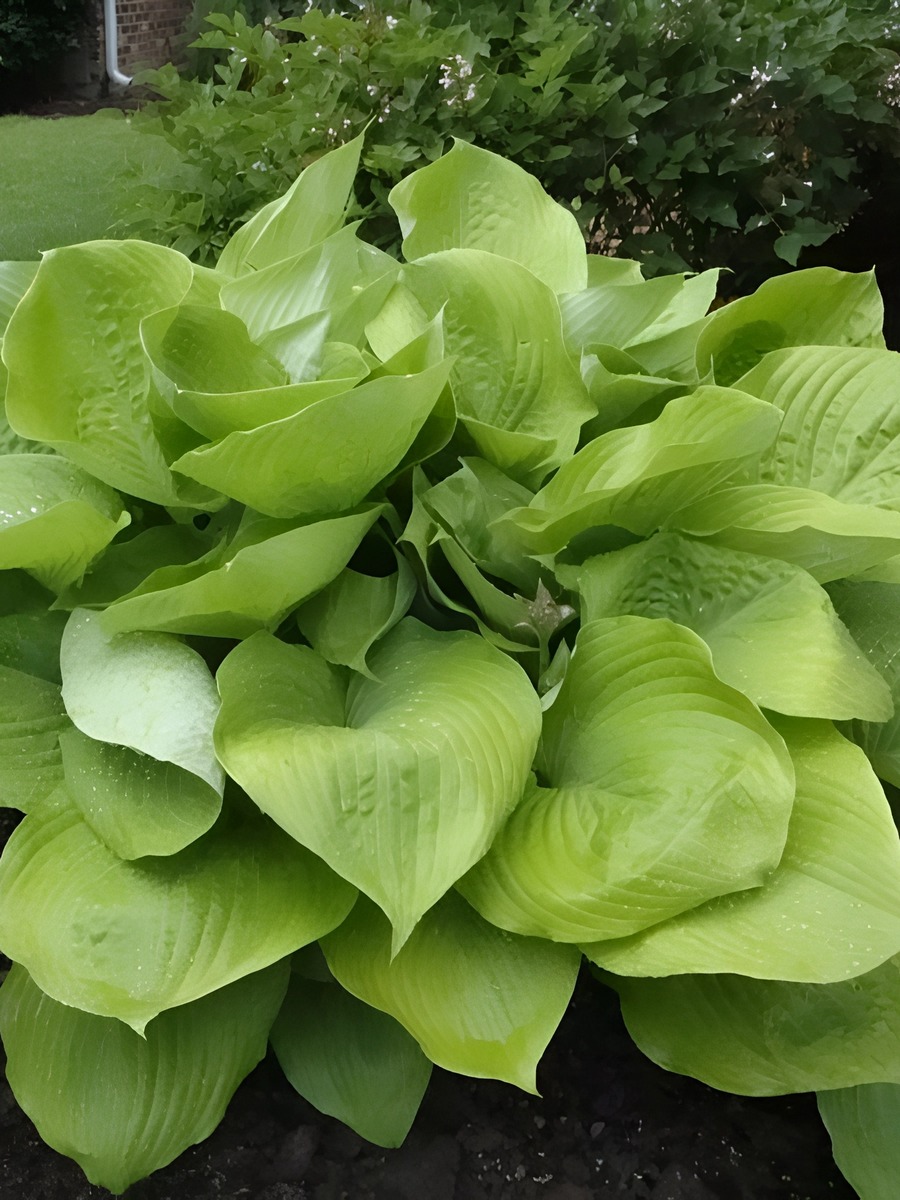 Хоста Сам Энд Сабстенс, 1 шт.