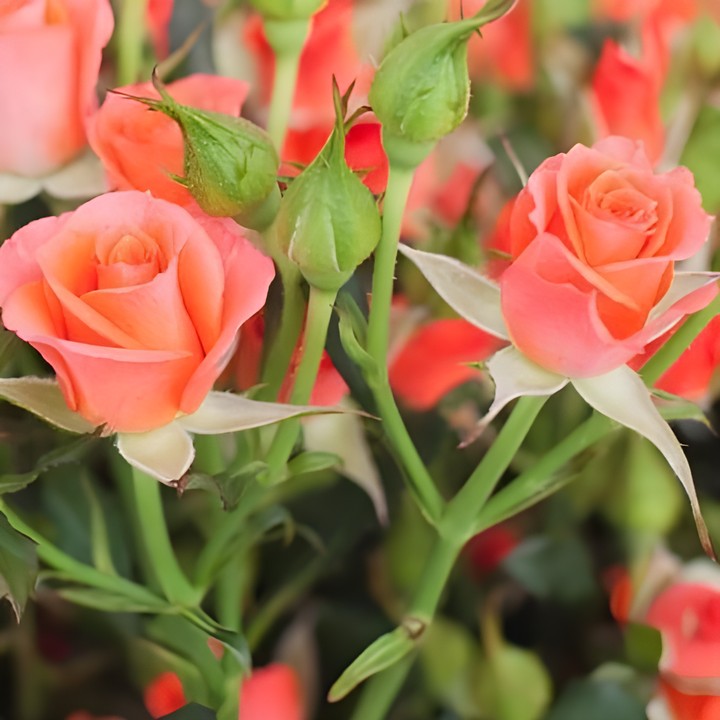 Роза спрей (миниатюрная) Алегрия/ЦКор