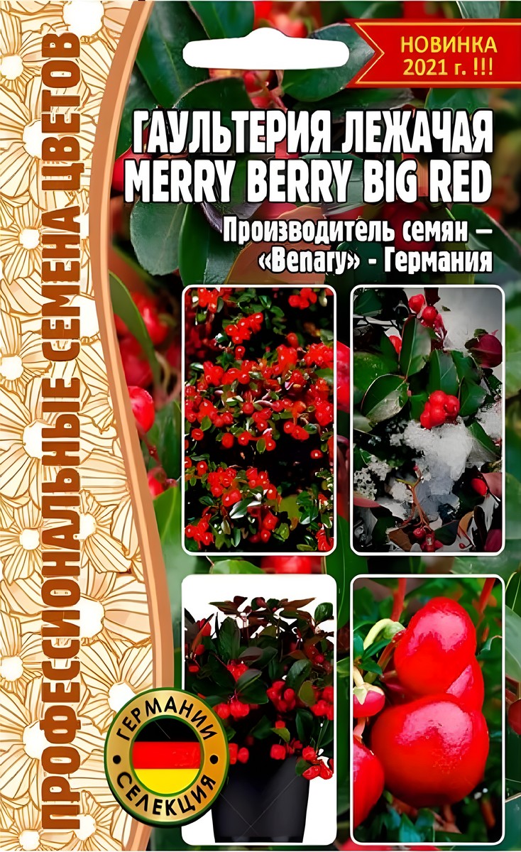 Гаультерия лежачая Merry Berry Big Red, 3 шт.