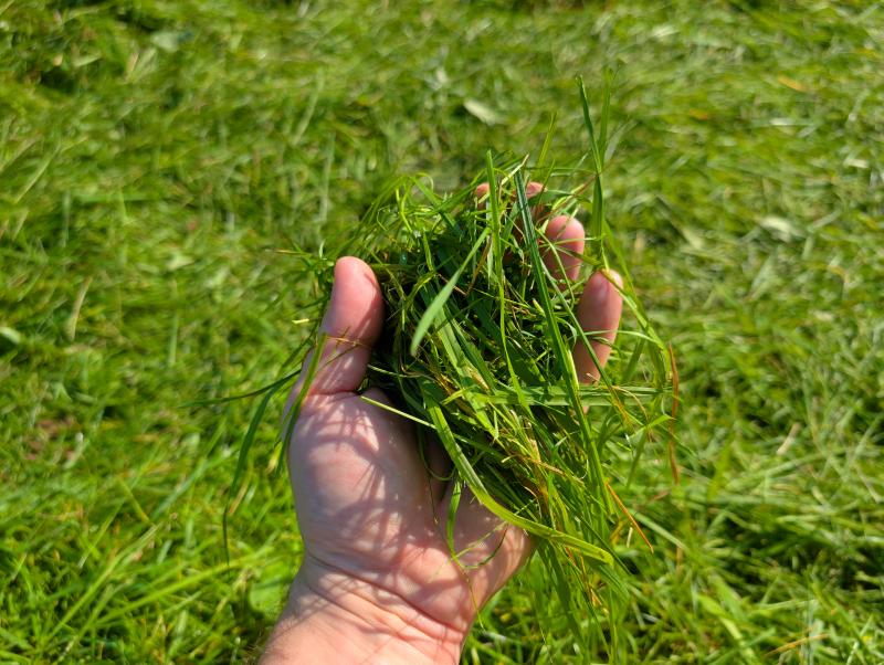 Газон готов к зиме: осенние секреты здоровой лужайки