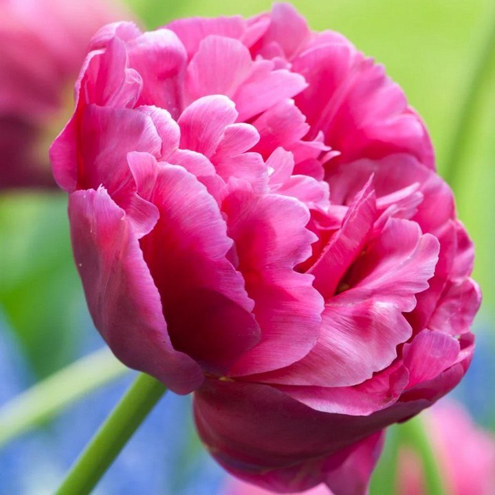 Тюльпан махровый ранний Маргарита, 11/12, 1 шт.