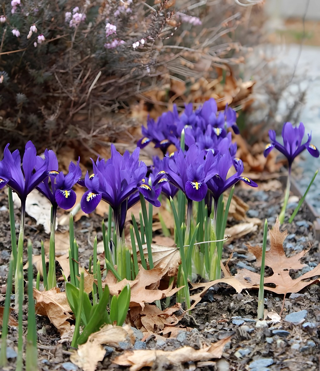 Ирис сетчатый Пикси, 6/+, 1 шт.