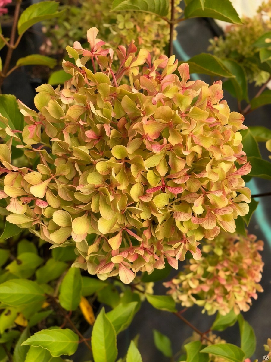 Гортензия метельчатая Жемчужина фестиваля