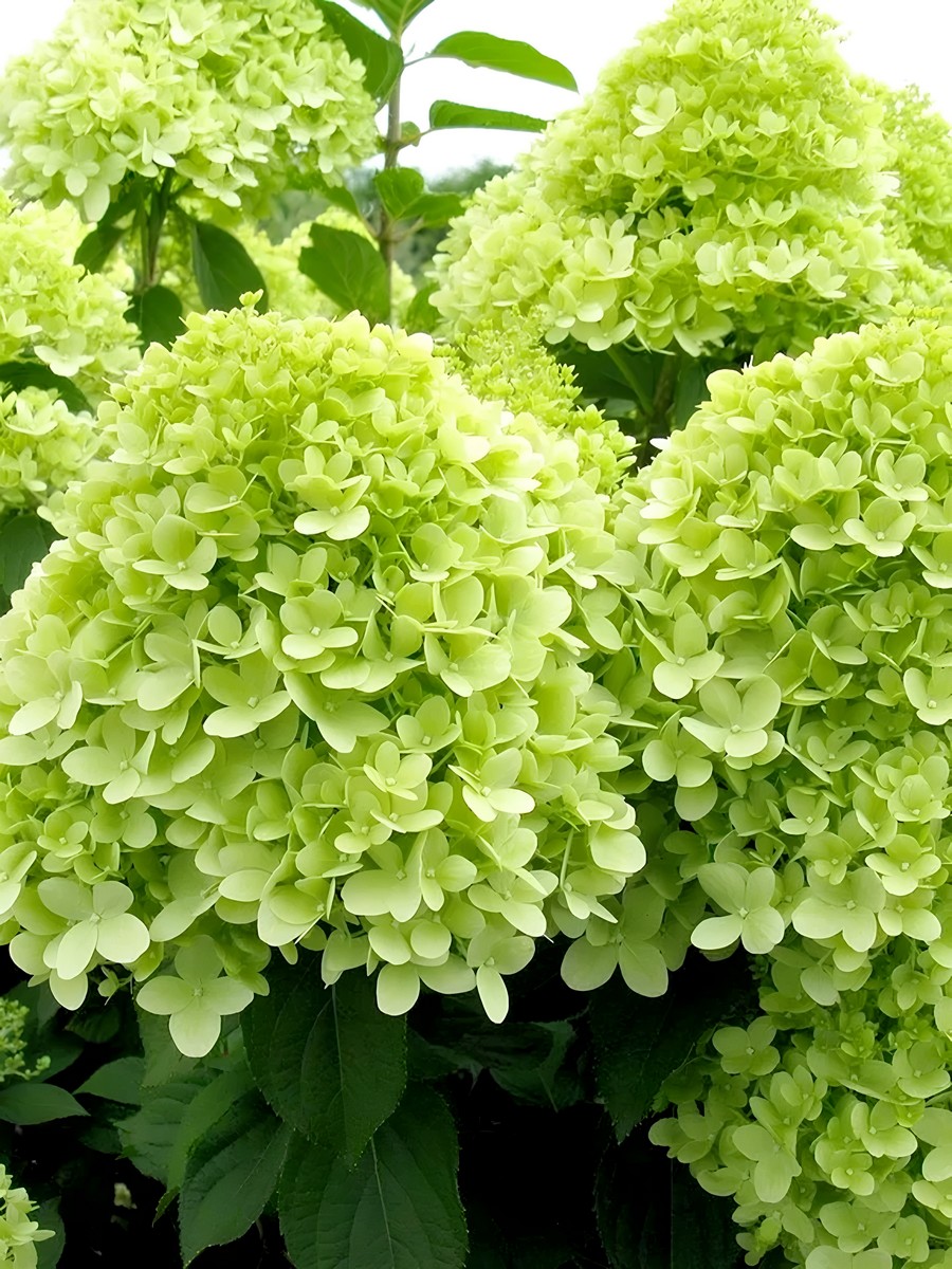 Гортензия метельчатая Лаймлайт