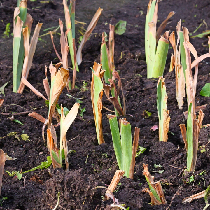 Подготовка ирисов к зиме: пошаговый уход для обильного цветения
