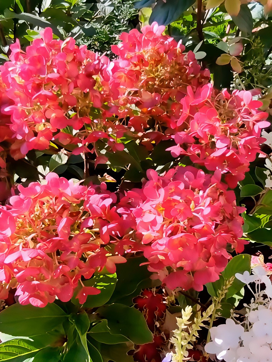 Гортензия метельчатая Литтл Рози/ЦКорЛюкс