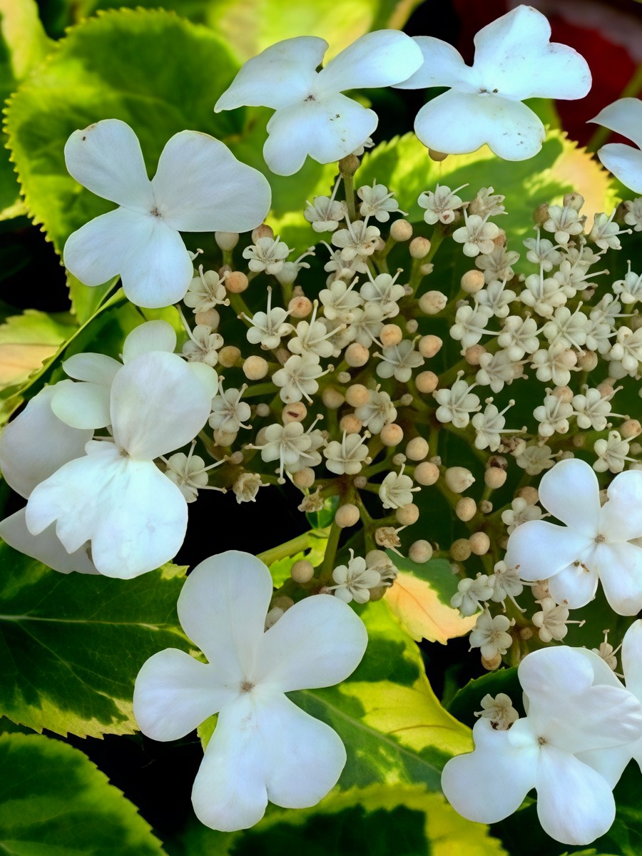 Гортензия черешковая Миранда