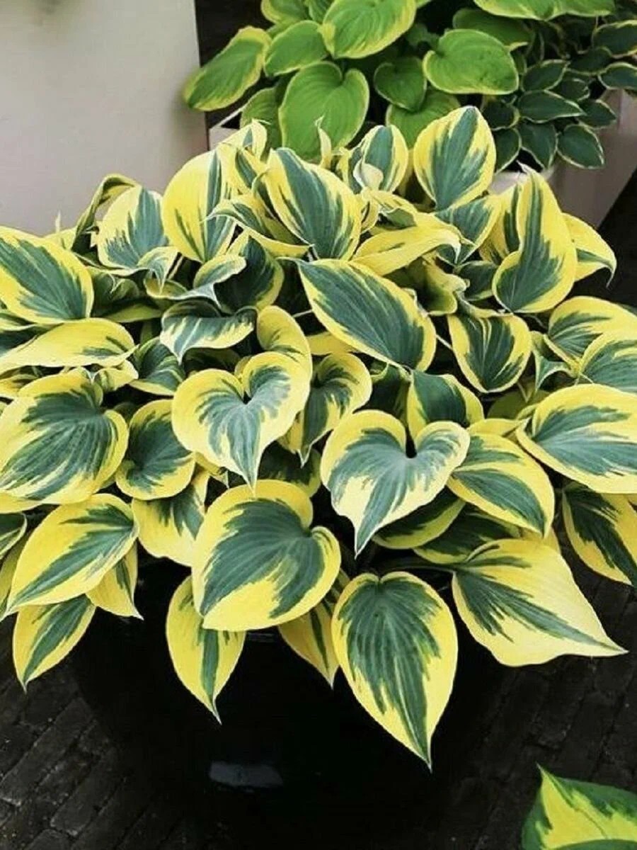 Хоста Бен Верной, 1 шт.