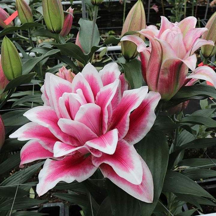 Лилия восточная махровая Roselily Олимпия, 12/14, 1 шт.