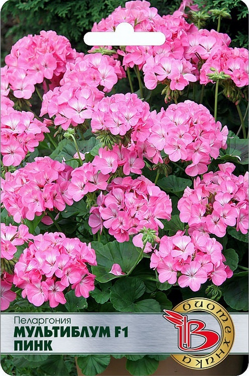 Пеларгония Мультиблум F1 Пинк, 5 шт. Биотехника