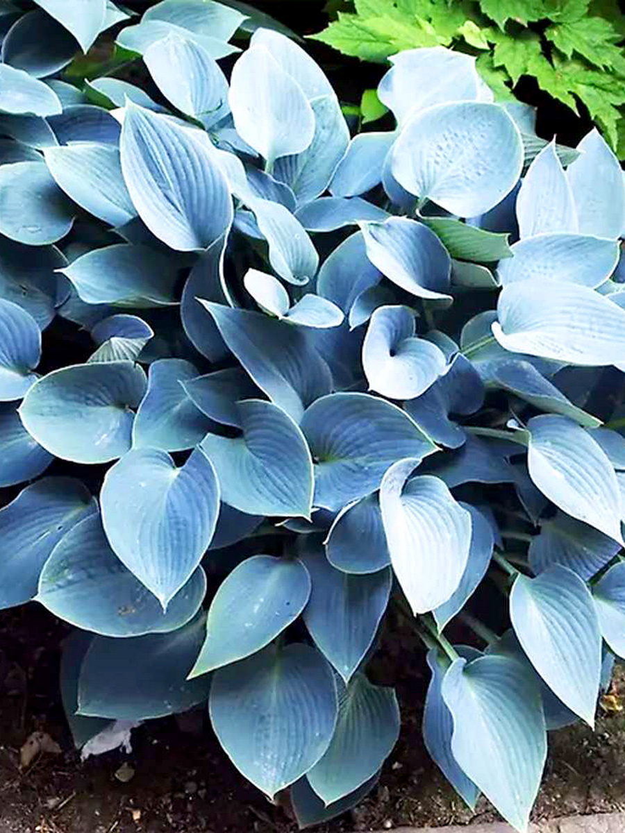 Хоста Хедспен Блю, 1 шт.