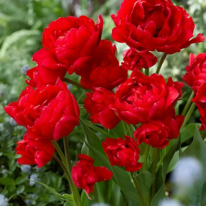 Тюльпан махровый многоцветковый Навона, 11/12, 1 шт.