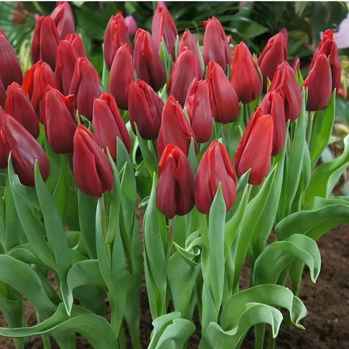 Тюльпан триумф Стронг Файр, 11/12, 1 шт.