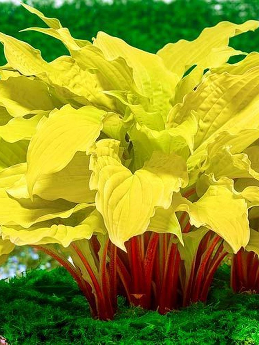 Хоста Липстик Блаш, 1 шт.