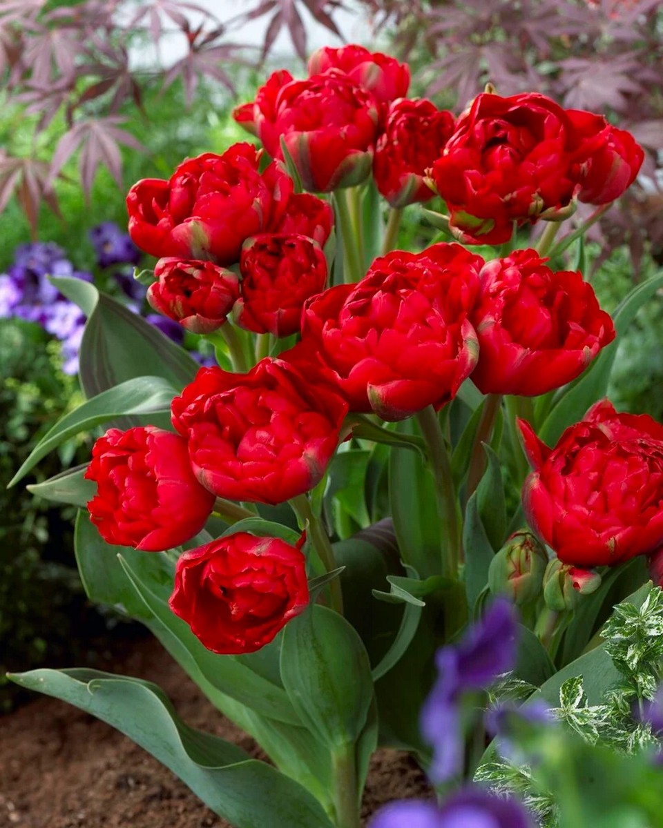 Тюльпан махровый Редвуд, 11/12, 1 шт.