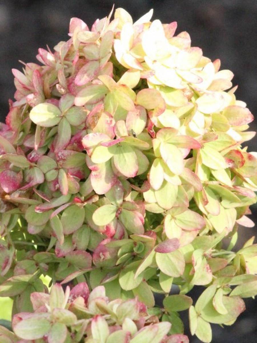 Гортензия метельчатая Грин Лайт/ЦКорЛюкс