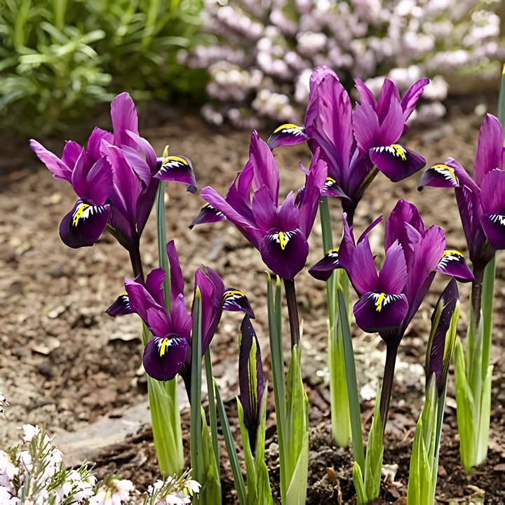 Ирис сетчатый Пурпл Хилл, 6/+, 1 шт.