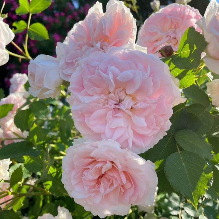 Роза канадская парковая Модэн Блаш/ЦКор