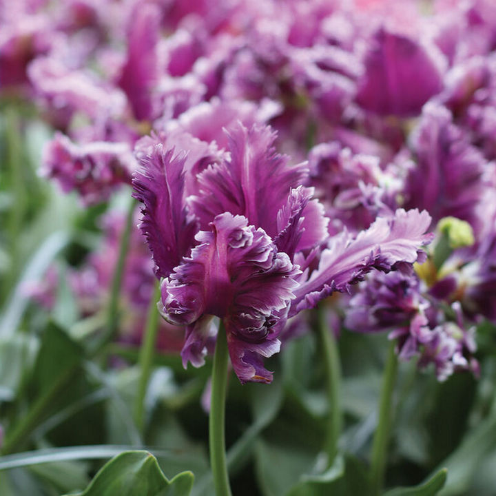 Тюльпан попугайный Мистериос Пэррот, 11/12, 1 шт.