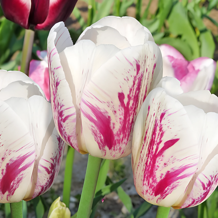 Тюльпан триумф Ди Ди, 11/12, 1 шт.