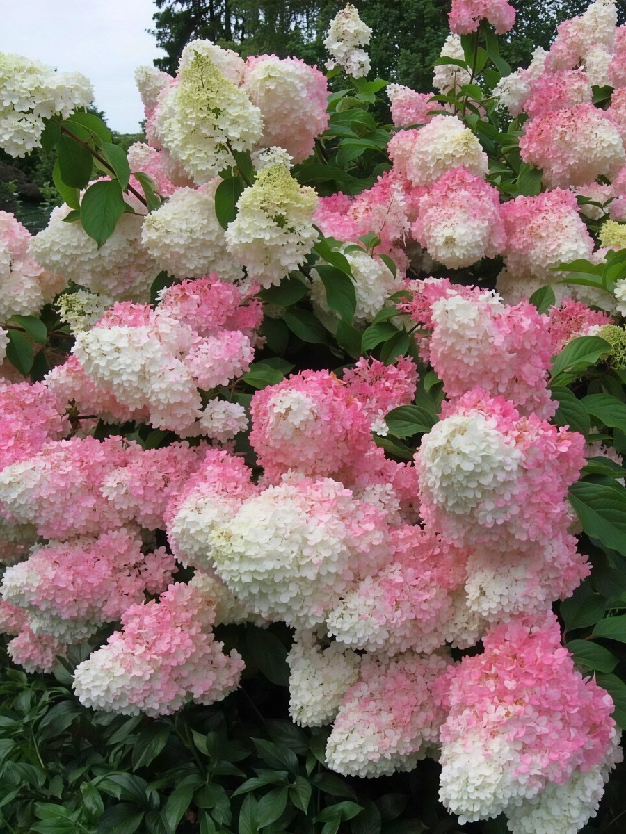 Гортензия метельчатая Ваниль Фрайз