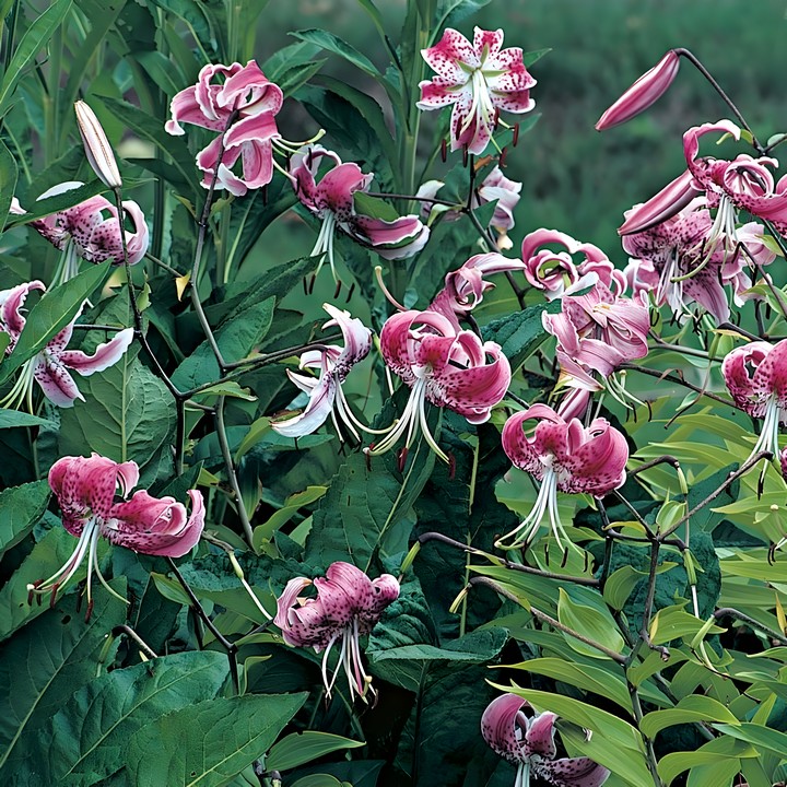 Лилия Рубрум, 12/14, 1 шт.