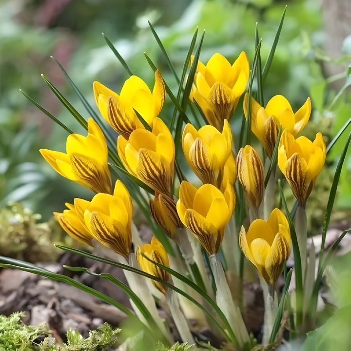 Крокус крупноцветковый Ёрли Голд, 5/7, 1 шт.