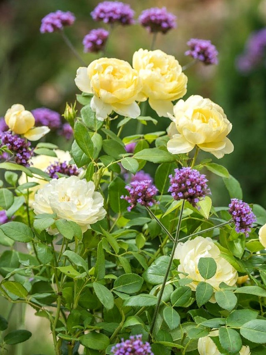 Роза английская парковая Ванесса Белл,1 шт.