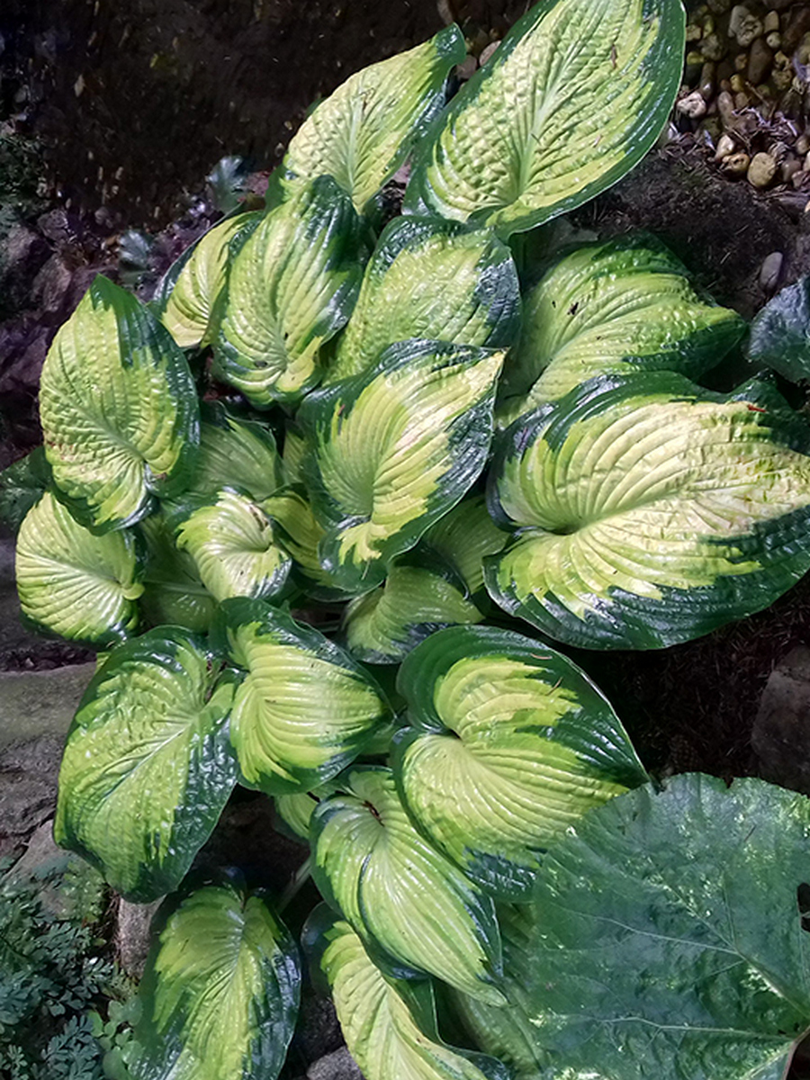 Хоста Джордж Смит, 1 шт.